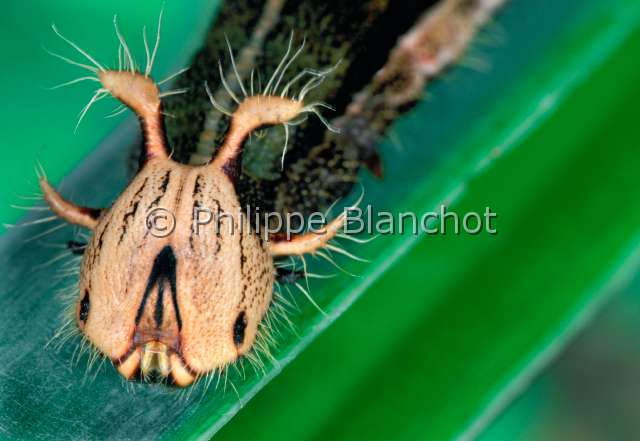 Caligo atreus ch.JPG - in "Portraits d'insectes" ed. SeuilCaligo atreus (chenille)Papillon chouetteOwl butterflyLepidopteraNymphalidaeGuyane